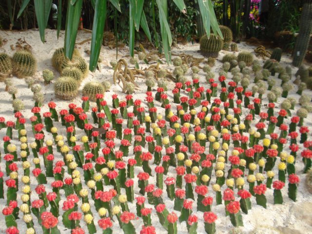 bloomingcactiinchina.jpg