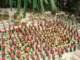 bloomingcactiinchina_small.jpg