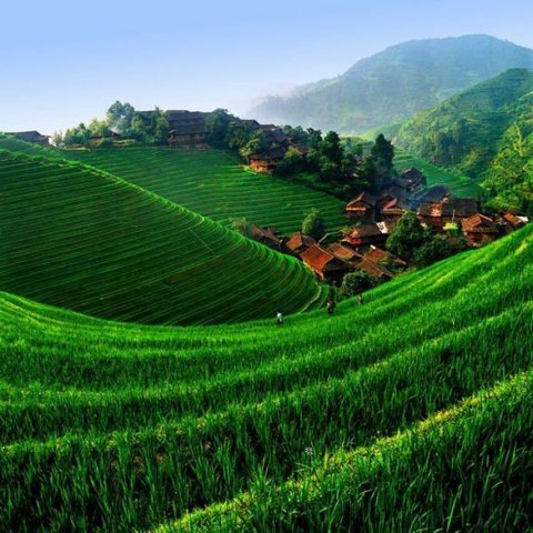 riceterracesinchina6.jpg