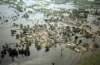 inundation17_small.jpg